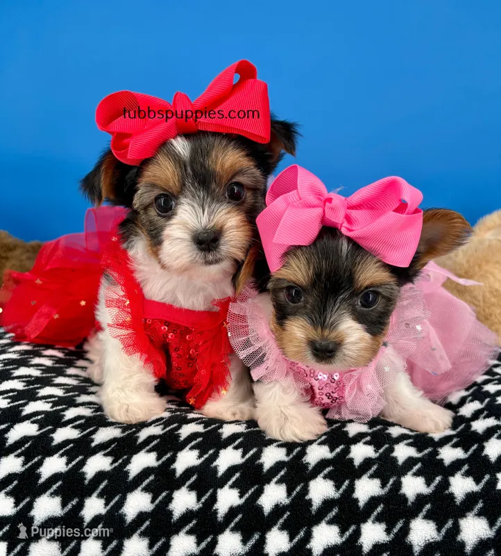 Lilly Rose – Biewer puppy for sale in Fort Worth, TX