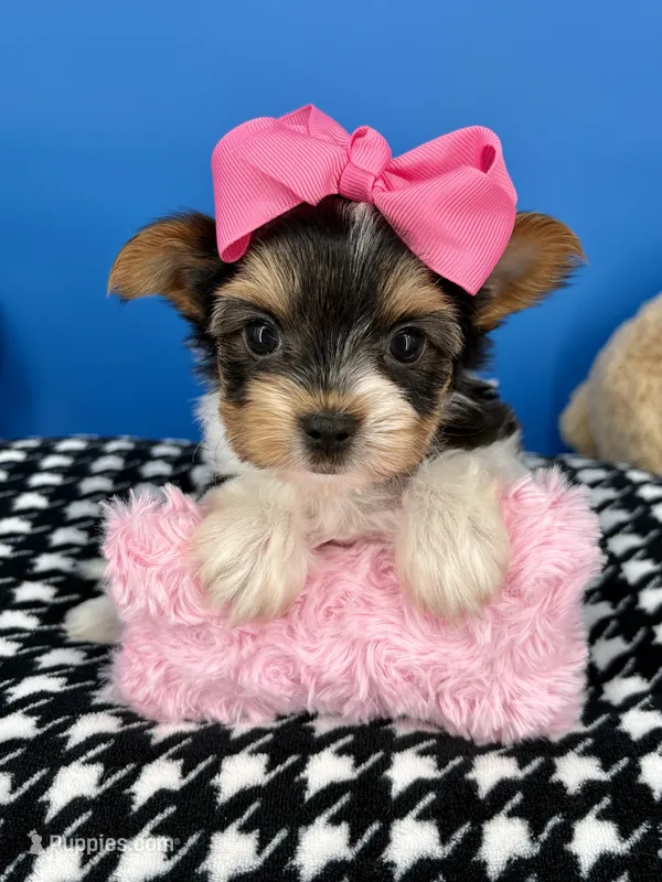 Daisy Mae – Biewer puppy for sale in Fort Worth, TX