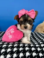 Daisy Mae, a female Biewer for sale in Fort Worth, TX – Photo 2 of 4