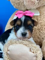 Lilly Rose, a female Biewer for sale in Fort Worth, TX – Photo 5 of 5