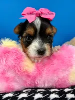 Lilly Rose, a female Biewer for sale in Fort Worth, TX – Photo 4 of 5