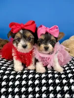 Daisy Mae, a female Biewer for sale in Fort Worth, TX – Photo 4 of 4