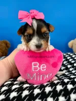 Lilly Rose, a female Biewer for sale in Fort Worth, TX – Photo 2 of 5