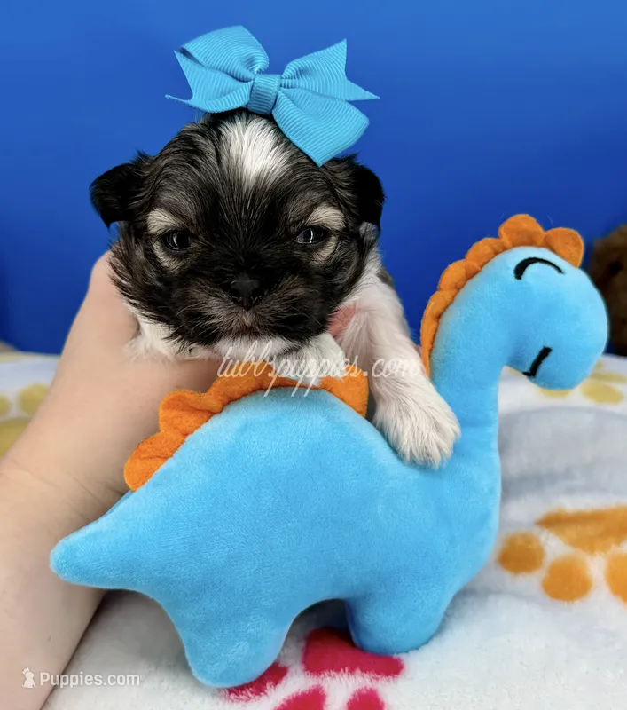 Bam Bam – Mal Shi puppy for sale in Fort Worth, TX