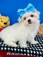 Prince Charming, a male Maltese for sale in Fort Worth, TX – 2 of 4