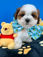 Bingo, a male Mal Shi for sale in Fort Worth, TX – 9 of 9