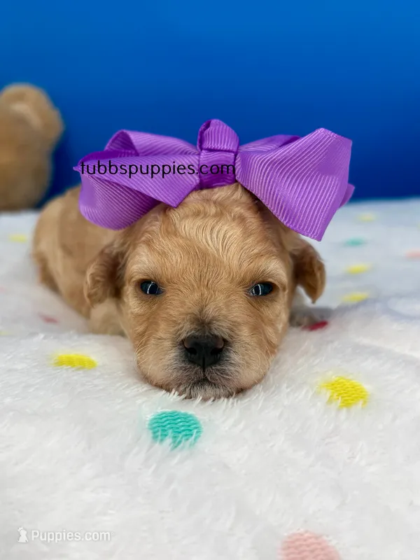 Butterfly  – Maltipoo puppy for sale in Fort Worth, TX