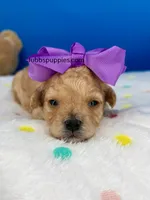 Butterfly , a female Maltipoo for sale in Fort Worth, TX – 1 of 2