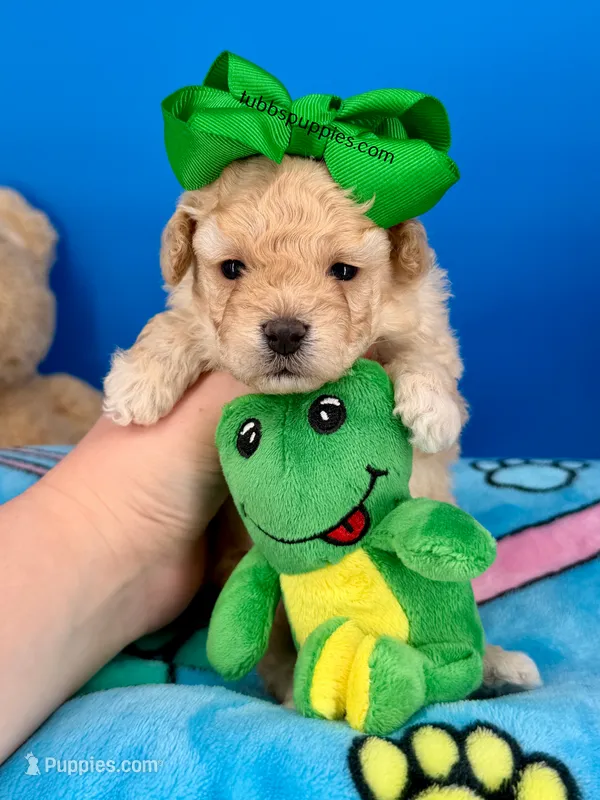 Carrot Top  – Maltipoo puppy for sale in Fort Worth, TX