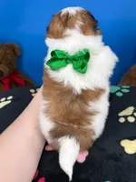 Domino, a male Mal Shi for sale in Fort Worth, TX – 3 of 6