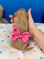 Barbie , a female Maltipoo for sale in Fort Worth, TX – 3 of 3
