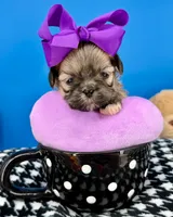 Mittens, a female Mal Shi for sale in Fort Worth, TX – 3 of 4