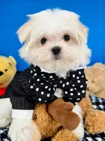 Prince Charming, a male Maltese for sale in Fort Worth, TX – 3 of 4