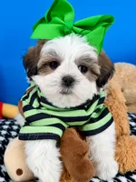 Pumpkin, a male Mal Shi for sale in Fort Worth, TX – 1 of 8