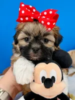 Pretzel, a male Mal Shi for sale in Fort Worth, TX – 2 of 7