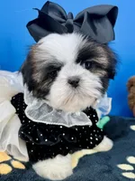 Sassy, a female Shih Tzu for sale in Fort Worth, TX – Photo 5 of 6