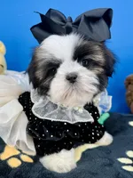 Sassy, a female Shih Tzu for sale in Fort Worth, TX – Photo 1 of 6