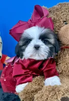 Sassy, a female Shih Tzu for sale in Fort Worth, TX – Photo 4 of 6