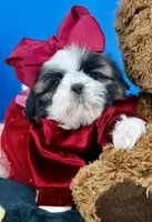 Sassy, a female Shih Tzu for sale in Fort Worth, TX – Photo 2 of 6