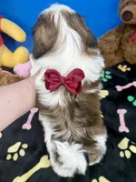 Sassy, a female Shih Tzu for sale in Fort Worth, TX – Photo 3 of 6
