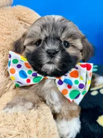 Buster, a male Mal Shi for sale in Fort Worth, TX – 2 of 5