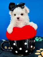 Marshmallow, a female Maltese for sale in Fort Worth, TX – 6 of 6
