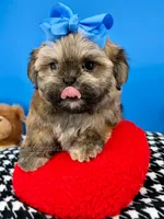 Bandit, a male Mal Shi for sale in Fort Worth, TX – 6 of 10