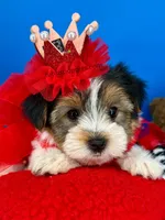 Ella May , a female Biewer for sale in Fort Worth, TX – Photo 5 of 7