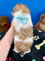 Checkers , a male Mal Shi for sale in Fort Worth, TX – 4 of 5