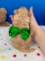 Carrot Top , a male Maltipoo for sale in Fort Worth, TX – 3 of 3