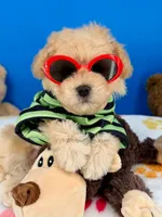 Vanilla Bean, a male Maltipoo for sale in Fort Worth, TX – 5 of 7