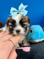 Checkers , a male Mal Shi for sale in Fort Worth, TX – 2 of 5