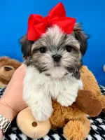 Hotdog, a male Mal Shi for sale in Fort Worth, TX – 6 of 10