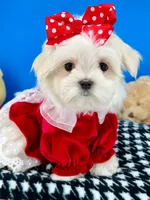 Cinderella, a female Maltese for sale in Fort Worth, TX – 6 of 9