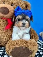 Toto, a male Biewer for sale in Fort Worth, TX – Photo 4 of 6