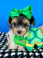 Toto, a male Biewer for sale in Fort Worth, TX – Photo 3 of 6