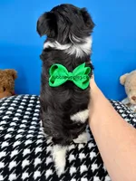 Toto, a male Biewer for sale in Fort Worth, TX – Photo 6 of 6