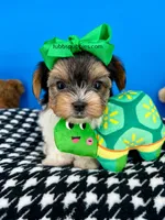 Toto, a male Biewer for sale in Fort Worth, TX – Photo 5 of 6