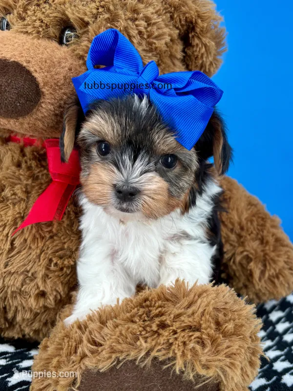 Toto – Biewer puppy for sale in Fort Worth, TX