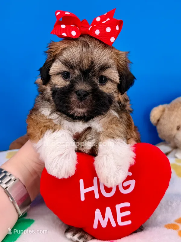Pretzel – Mal Shi puppy for sale in Fort Worth, TX