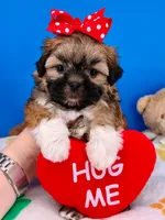 Pretzel, a male Mal Shi for sale in Fort Worth, TX – 1 of 7