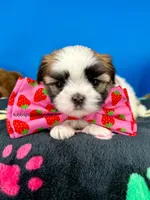 Domino, a male Mal Shi for sale in Fort Worth, TX – 4 of 6