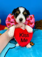 Teddy , a male Biewer for sale in Fort Worth, TX – Photo 2 of 3