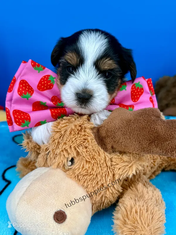 Teddy , a male Biewer for sale in Fort Worth, TX – Photo 1 of 3