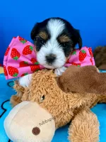 Teddy , a male Biewer for sale in Fort Worth, TX – Photo 1 of 3