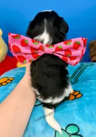 Teddy , a male Biewer for sale in Fort Worth, TX – Photo 3 of 3