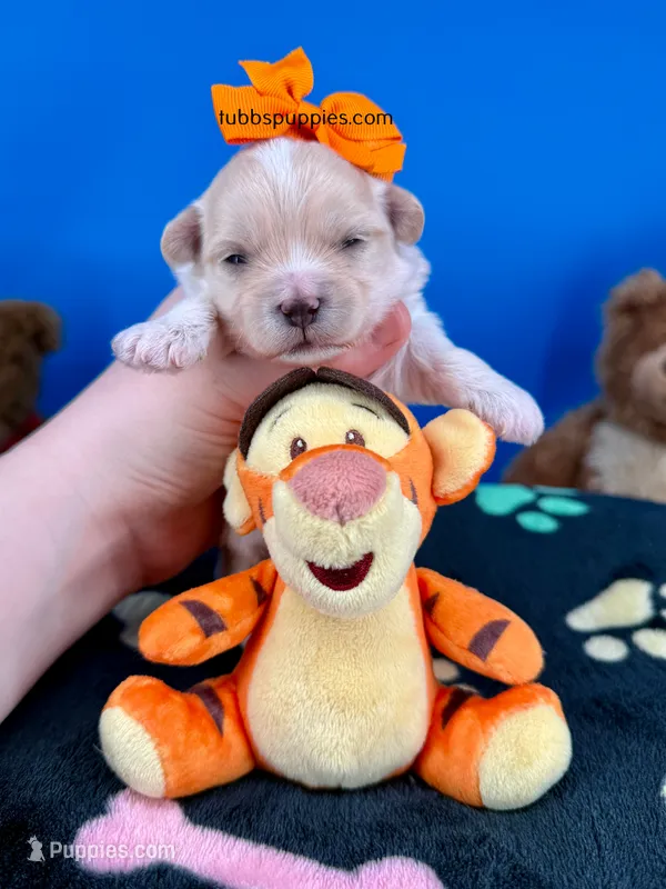 Cheeto – Maltipoo puppy for sale in Fort Worth, TX