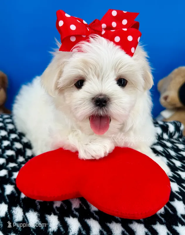 Cinderella – Maltese puppy for sale in Fort Worth, TX