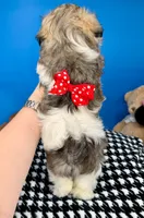 Bam Bam, a male Mal Shi for sale in Fort Worth, TX – 5 of 8