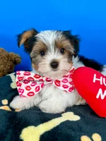 Handsome, a male Yorkshire Terrier for sale in Fort Worth, TX – 3 of 3